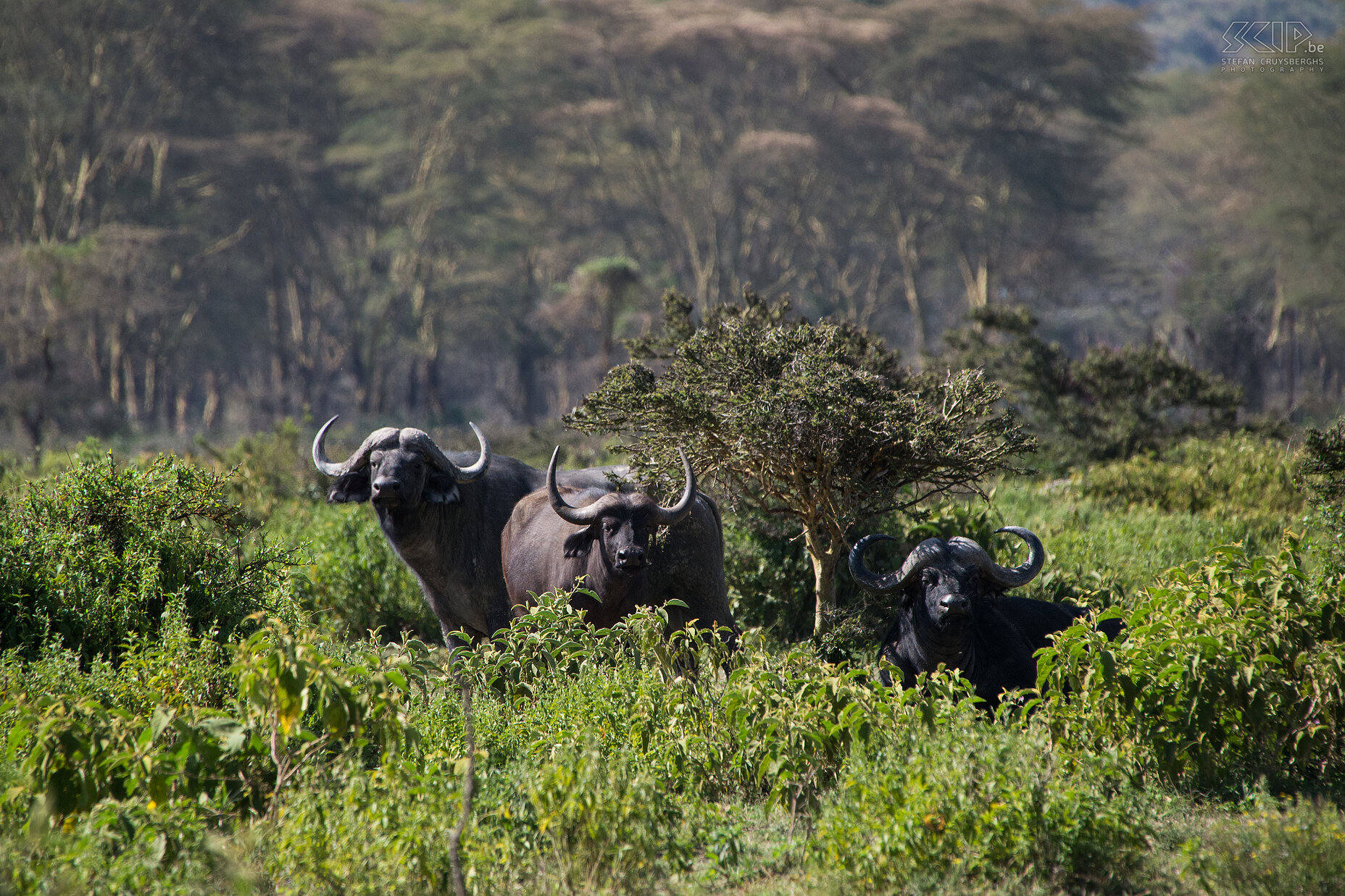 Naivasha - Crater Lake - Buffels Afrikaanse buffels (Syncerus caffer) kunnen vrij gevaarlijk zijn dus hielden we voldoende afstand. Stefan Cruysberghs